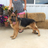 FEMALES | Steinig Bergen German Shepherds