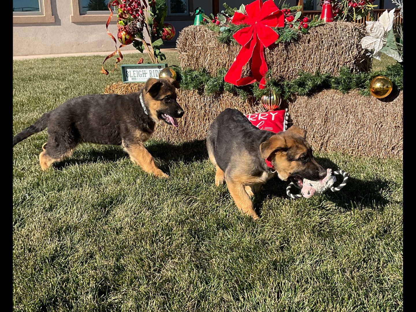 German Shepard Puppies in Ft. Collins, Pierce, and Greeley, CO